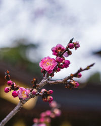 Close-up of pink flowering plant