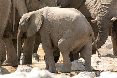 View of elephant in zoo