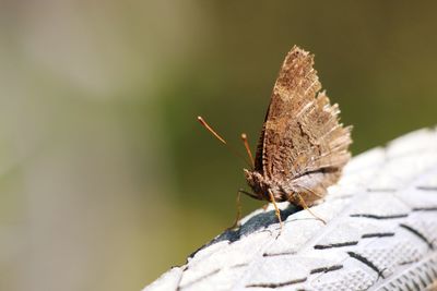 Close-up of butterfly on rock