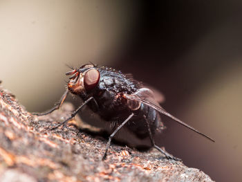 Close-up of fly