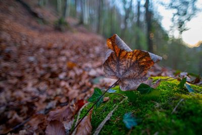 Close-up of dry maple leaves on land