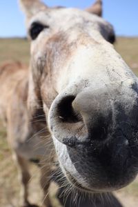 Close-up of a horse