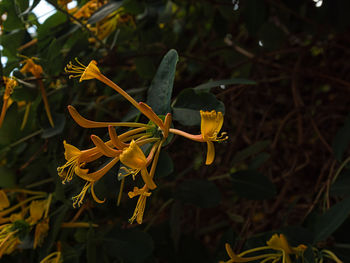 Close-up of yellow flowering plant