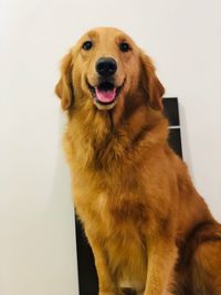 Close-up portrait of a dog