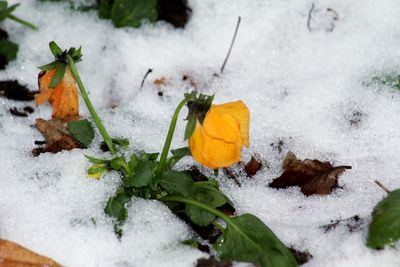 Close-up of snow covered leaves on land