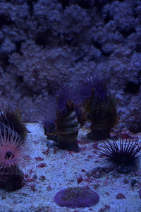 View of coral in sea