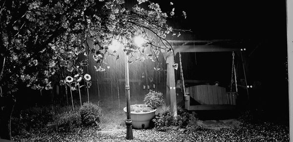 View of potted plants in yard at night