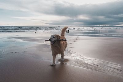 Dog standing on beach against sky