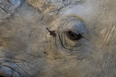 Close-up of elephant
