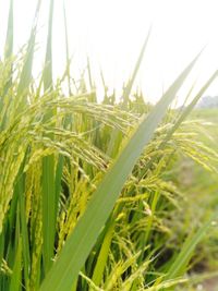 Close-up of crops growing on field against sky