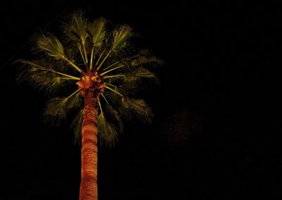 Low angle view of palm tree against sky at night