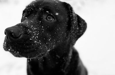 Close-up of dog looking away