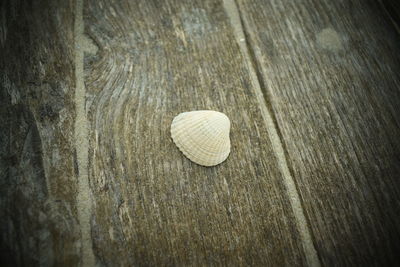 High angle view of shells on wood