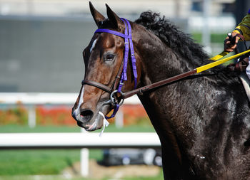 Horse at sport stadium