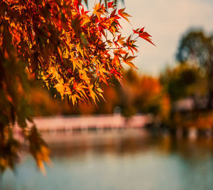 Close-up of autumn leaves in lake