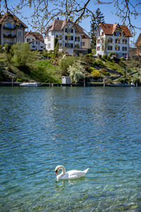 High angle view of swans swimming in lake