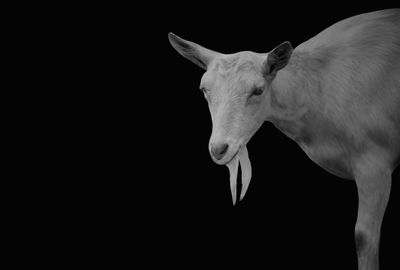 Close-up of a horse against black background