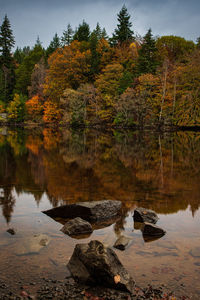 Scenic view of lake in forest during autumn