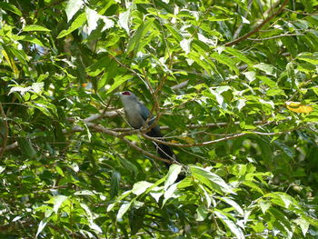 Low angle view of bird perching on tree