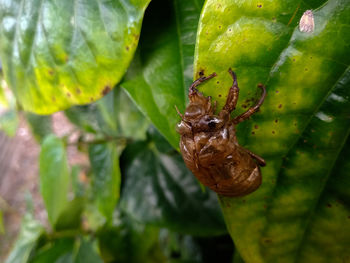 Close-up of spider on web