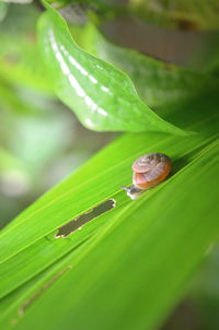 Snail at green leaf