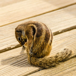 Close-up of chipmunk on wooden footpath