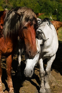 Horse standing in ranch