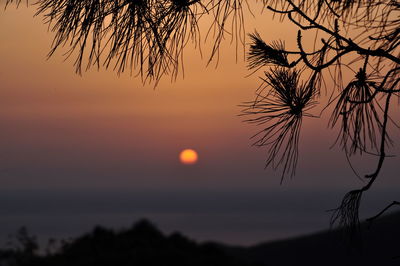 Silhouette of trees at sunset