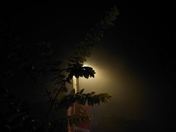 Low angle view of plant against sky at night