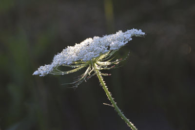 Close-up of white flower