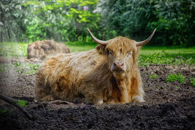 Lion relaxing on field