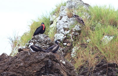 Close-up of bird perching on rock