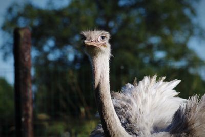 Close-up portrait of ostrich against trees