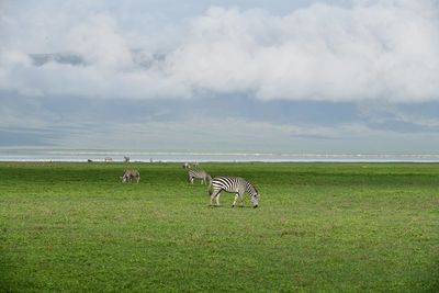 View of horse grazing on field