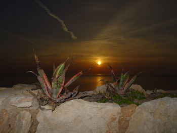 Cactus plants against sky during sunset