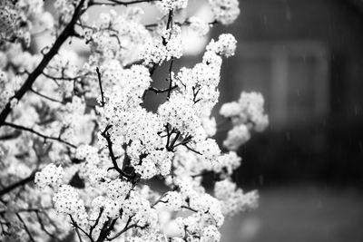 Close-up of cherry blossom on tree branch