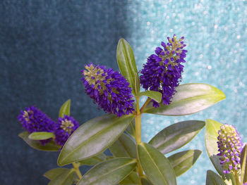 Close-up of purple flowering plant leaves