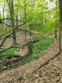 Trees growing in forest