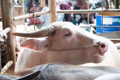 Close-up of cows sitting at shed