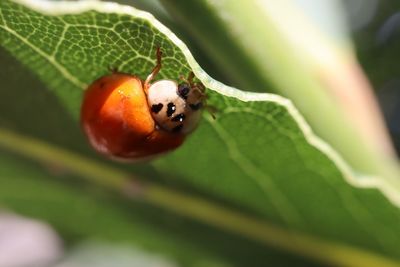 Close-up of ladybug on leaf