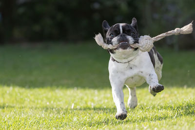 Portrait of a dog running on field