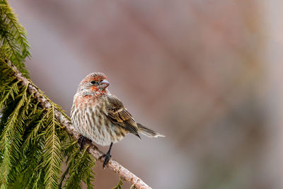 Close-up of bird perching on a branch