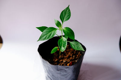 High angle view of potted plant