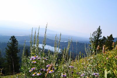 Flowering plants on field against sky