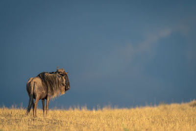 Horse standing on field against clear sky