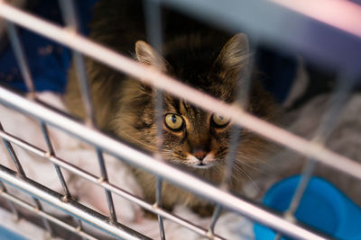 Close-up portrait of a cat