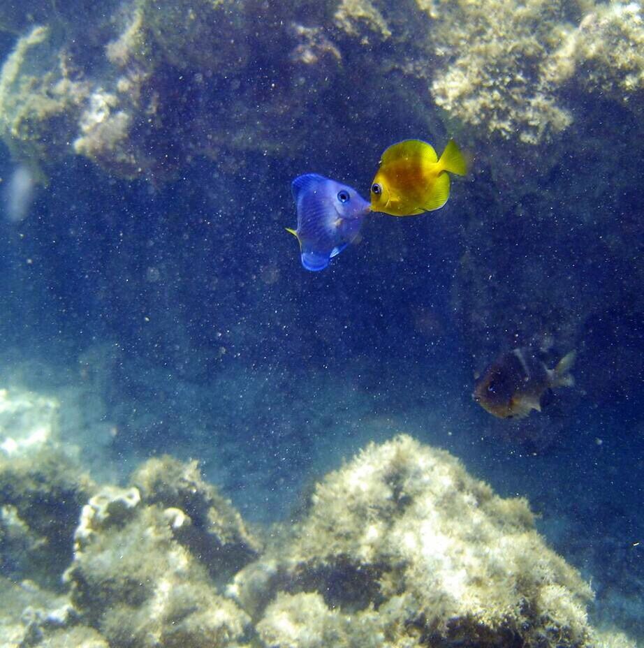 underwater, animal themes, sea life, fish, animals in the wild, swimming, undersea, nature, no people, water, one animal, animal wildlife, blue, sea, beauty in nature, indoors, close-up, aquarium, day