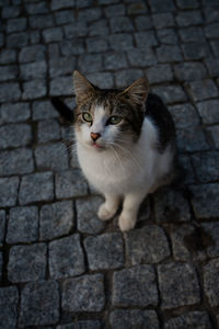 Close-up portrait of cat on cobblestone