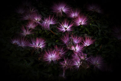 High angle view of pink flowering plant