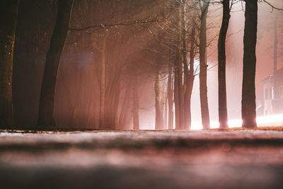 Sunlight streaming through trees in forest